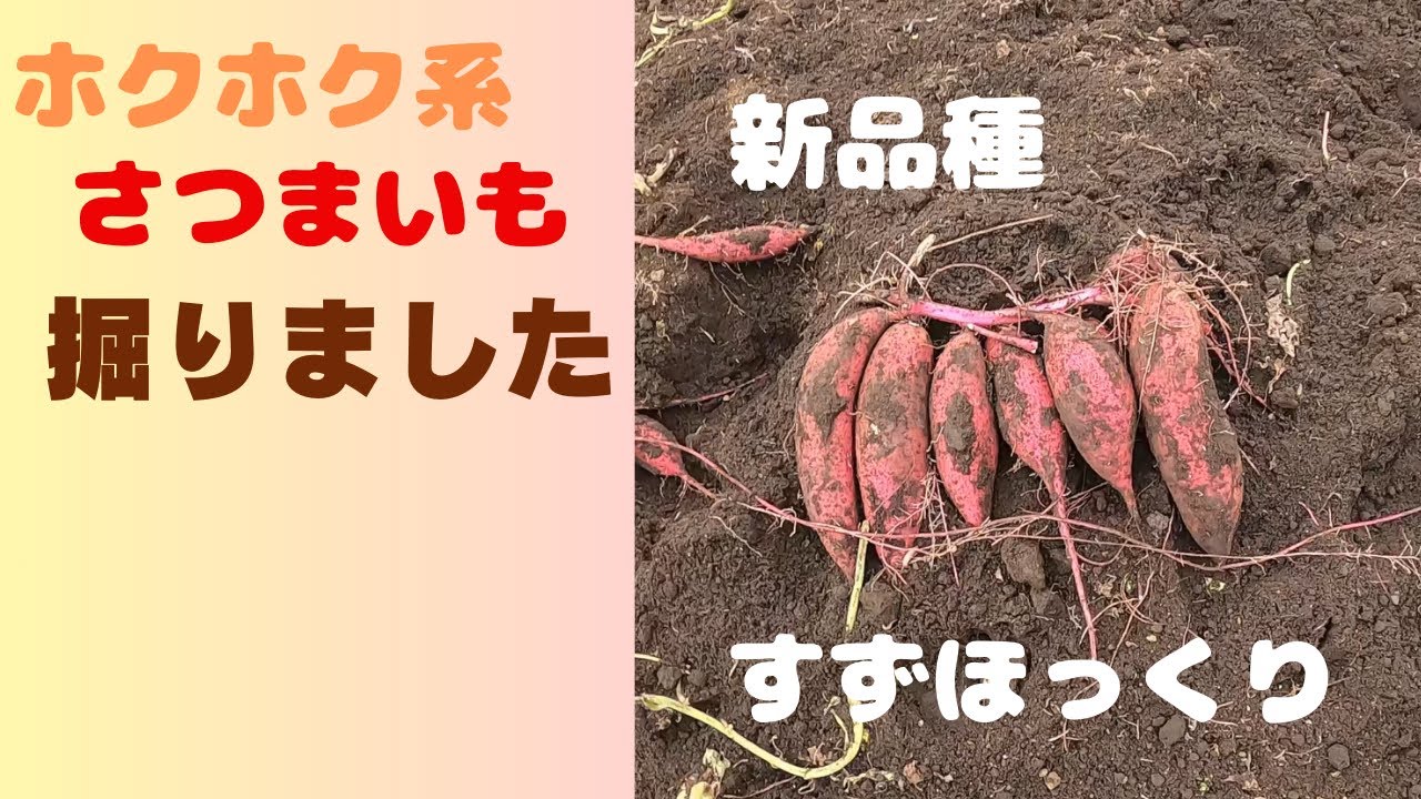 すずほっくり、30本　苗 ホクホク系のさつまいも新品種「すずほっくり」初収穫です - YouTube
