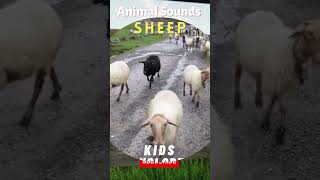 Sheep Sound - Farm Animals -