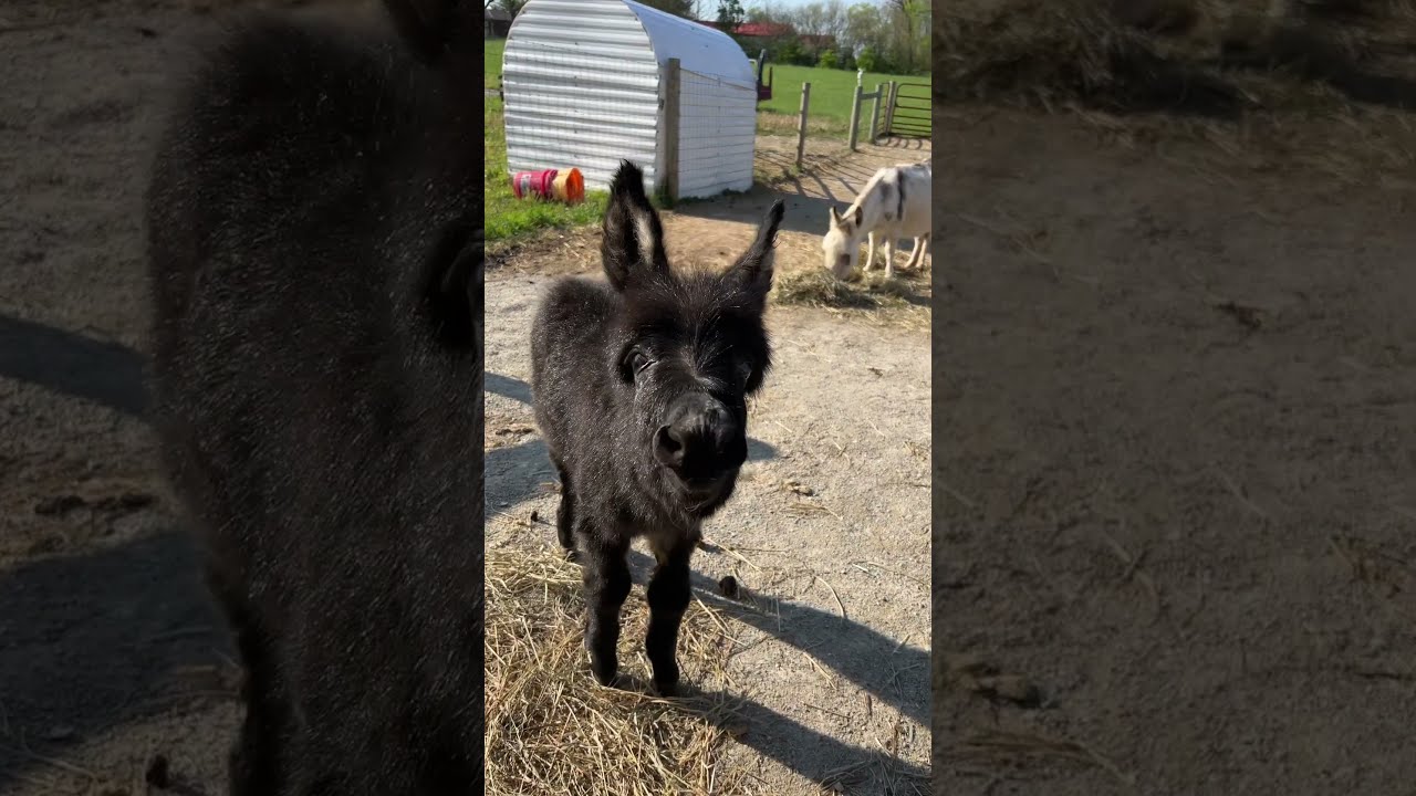 Baby Donkeys First Bray Attempt Shorts Babydonkey Animals Farmlife Therapy