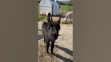 Thumbnail of Baby donkeys first bray attempt #shorts #babydonkey #animals #donkeys #farmlife #therapy