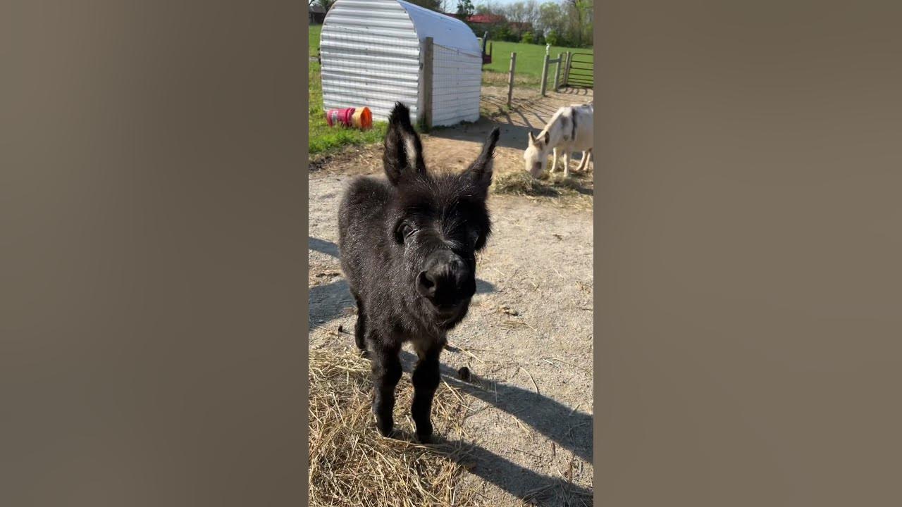 Baby donkeys first bray attempt #shorts #babydonkey #animals #donkeys #farmlife #therapy