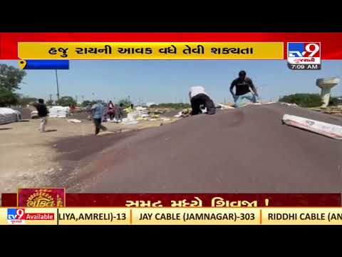 Bumper income of 'rai-raida' in Hapa Market Yard ,Jamnagar |Gujarat |TV9GujaratiNews