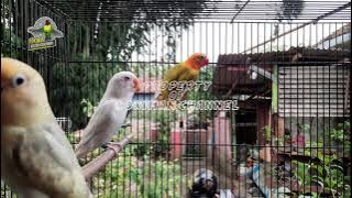 Download lagu Pancingan dan TERAPI Lovebird Paud/Balibu sistem KOLONI 100% dijamin AMPUH