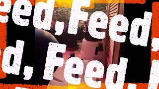 Feed, Feed, Tea...Feed, Feed, Flush with Dutchman420