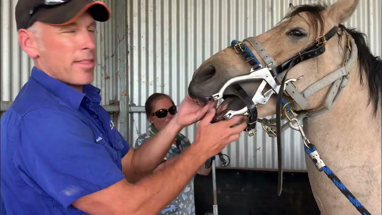 Horsing around. Veterinary Cow.