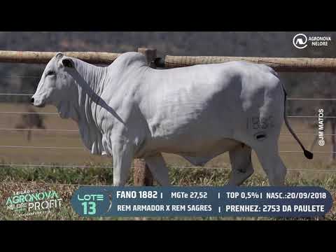 LOTE 13 - Leilão Virtual Agronova Nelore Profit