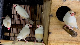 Aviary Daily | Rare Sparrow Pastel Fawn Java Breeding Colony | Pastel Fawn Java Aviary