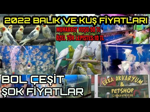 AKVARYUM BALIKLARI VE MUHABBET KUŞLARI 2022 GÜNCEL FİYATLARI/PETSHOP GEZİSİ/AKVARYUM BİTKİ ÇEŞİTLERİ