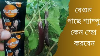 বেগুন গাছে শ্যাম্পু ব্যবহার করলে যে সব উপকারিতা পাওয়া যায় । |Doliram Agro