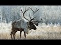 Северные олени (reindeers)