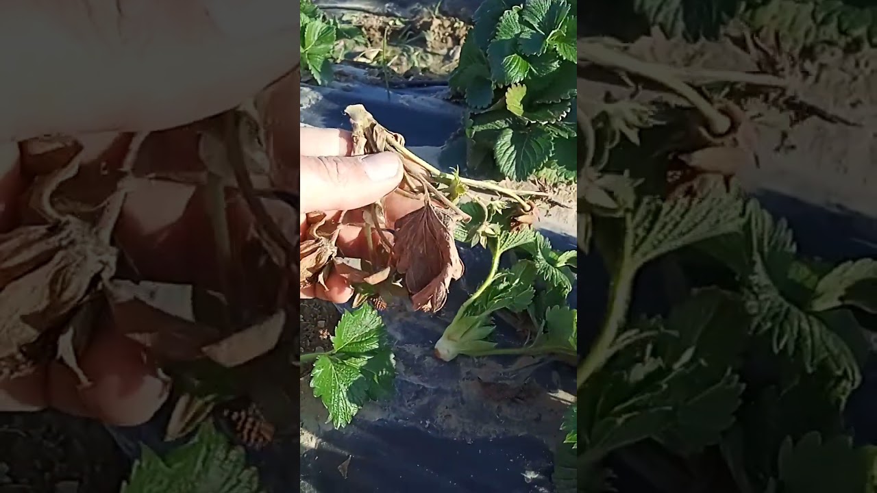 Qulupnay.. erta baxorda qlinadigan ishlar. OCHIQ Dala. kleri va albiyon.