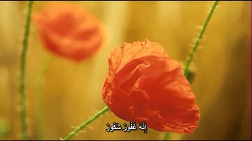 سورة فاطر (27-35) || تلاوه هادئه تريح القلب || مؤيد المزين