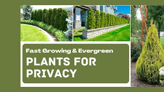 Best Plants for Privacy | Best Plants for Backyard Fence Line | Best Evergreen Shrubs For Privacy screenshot 4