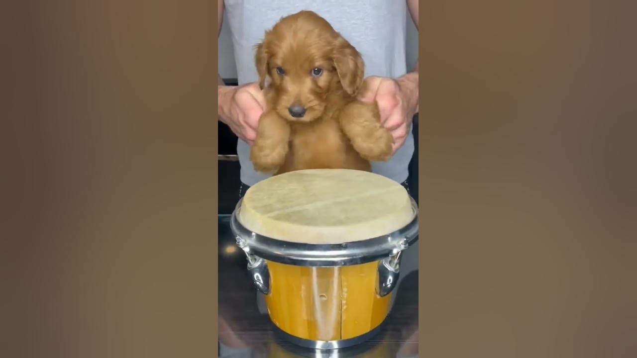 puppy drumsfunny video YouTube
