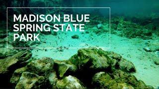 MADISON BLUE SPRING STATE PARK | Best Swimming Hole In America | Florida Springs | Florida Day Trips