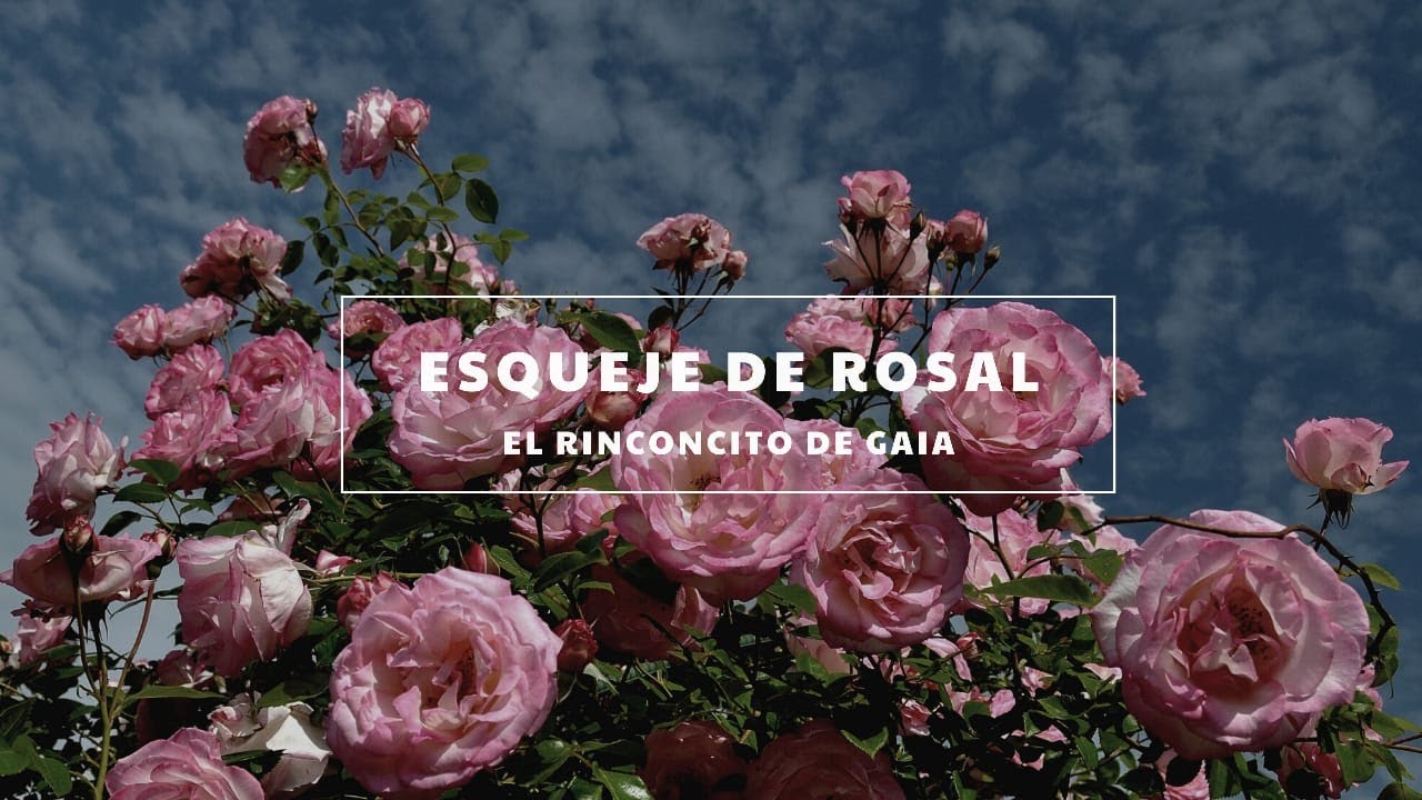 Esquejes de rosas en agua YouTube
