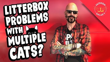 How Many Litter Boxes Do You Need For 2 or More Cats?