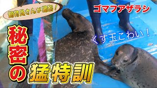 ゴマフアザラシの赤ちゃん 名前発表の裏でこんなことやってました！