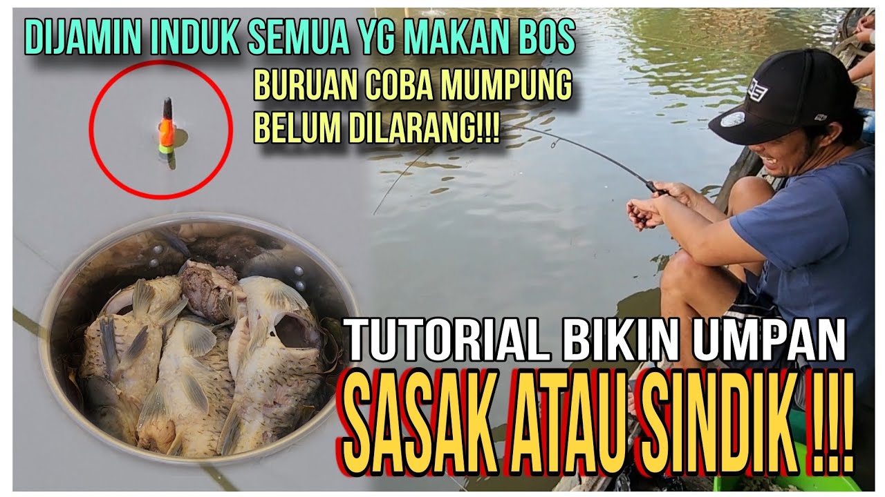 Tutorial bikin umpan sasak/sindik Media ikan mas | Dijamin induk semua yg makan | Galapung Elfish