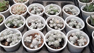 Xương rồng Trứng chim: Đặc tính và cách chăm sóc cơ bản