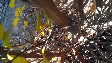 Taulabs First flights