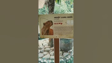 Chuột Lang Nước - CAPYBARA #shorts #animals #baovedongvat