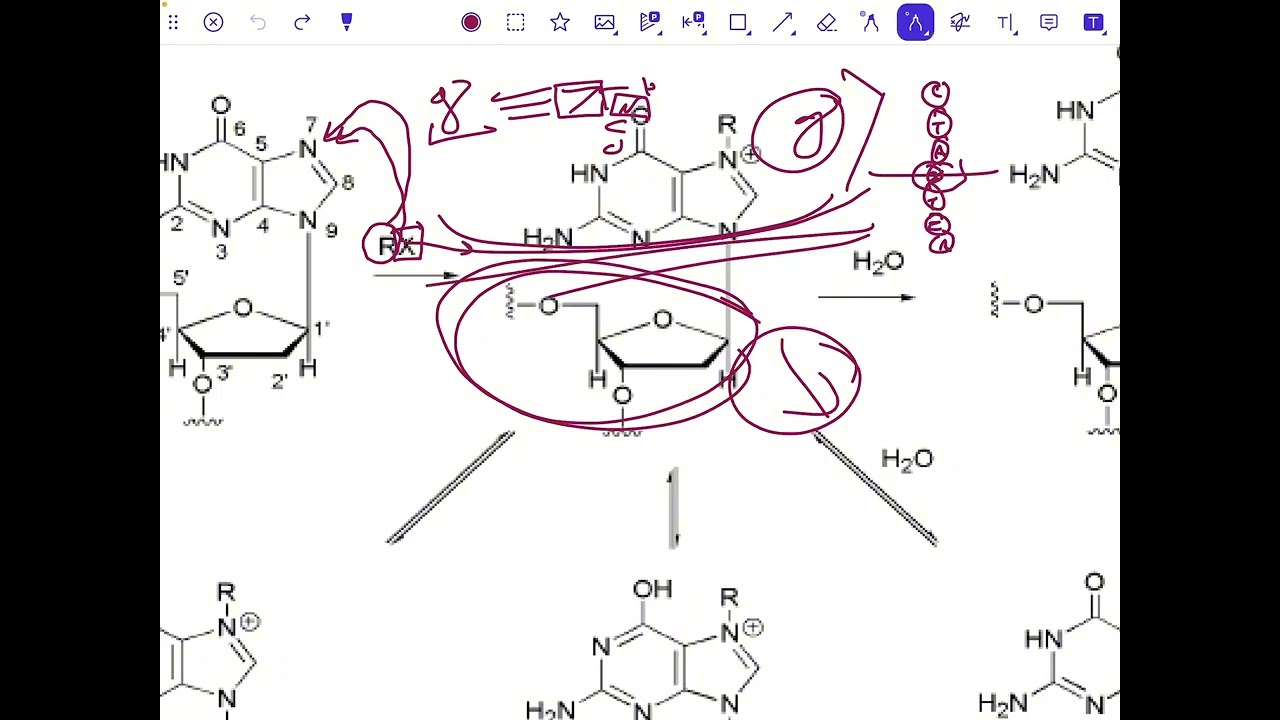 Pharmaceutical chemistry(Nitrogen mustards) العضوية المنهج الوزاري الموحد للمرحلة الرابعة 