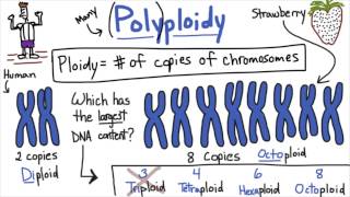 Polyploidy - Tales from the Genome