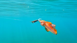 12 simple tricks to CATCH more SQUID