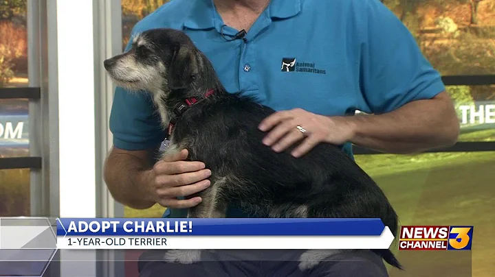 Animal Samaritans joins us with Charlie the terrier, looking for his fur-ever home