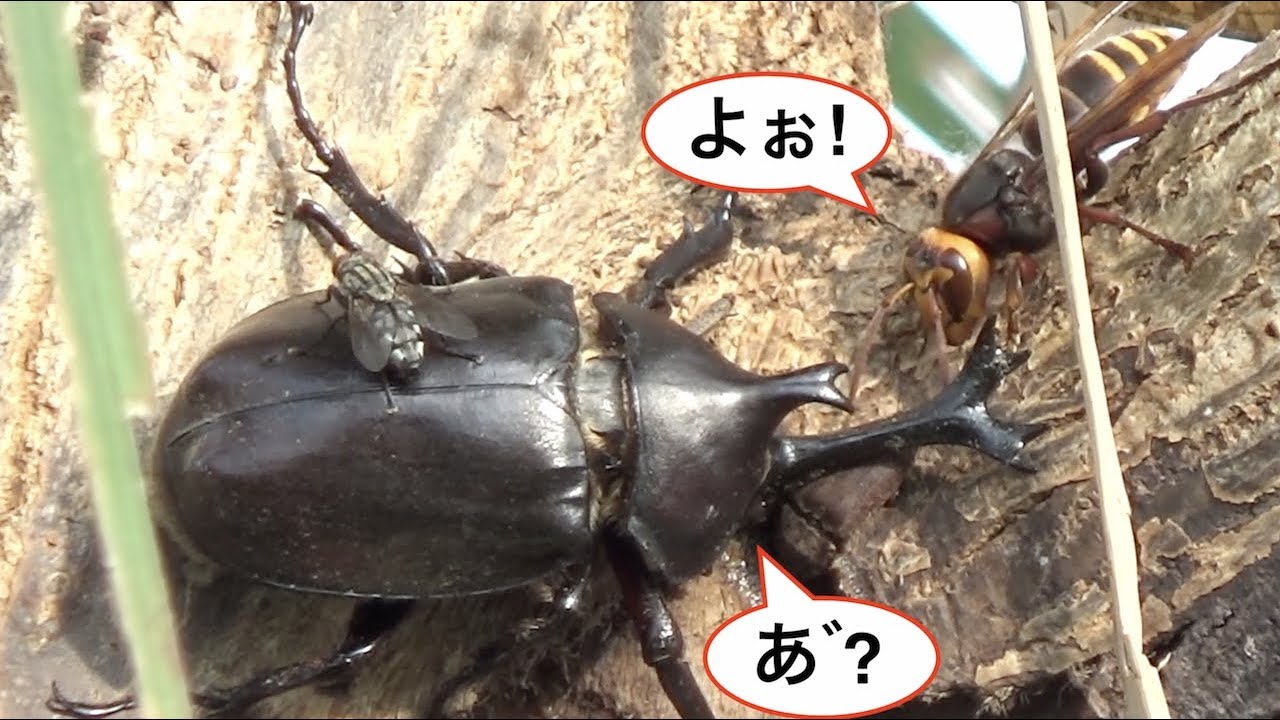 カブトムシvsノコギリクワガタ 本気でケンカしたら結局どっちが勝つの Japanese Beetle Vs Japanese Stag Beetle Youtube