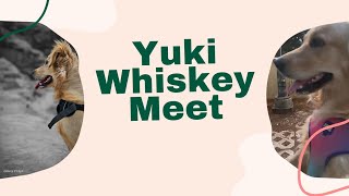 Yuki  Whiskey Special Meet ❤ | First Rescue | Special Vlog