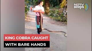 Man Grabs Deadly King Cobra With Bare Hands