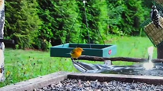 Prothonotary Warbler visits the Live Stream