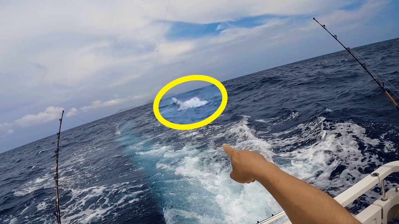 A big fish appears!? A life-threatening battle on the boat! A