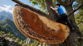 Harvesting Secrets of Catching Giant Honey Bees Using Traditional Forest Knowledge