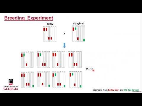 Introgression of Wild Arachis cardenasii Alleles into Cultivated Peanut