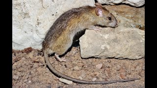 Black rat  - Rattus rattus - Ποντίκα - Cyprus