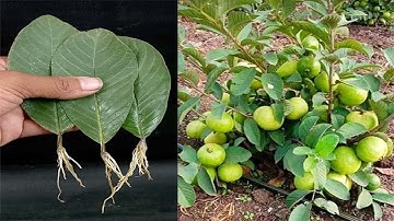How to grow guava trees from guava leaves (Unique Technique) With 100% Success