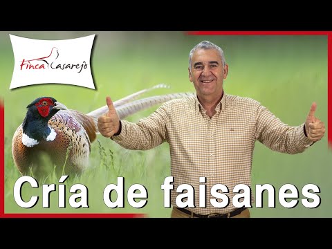 Vídeo: La Cría De Faisanes Es Sencilla, Rentable E Interesante. Tipos, Contenido, Comida. Foto