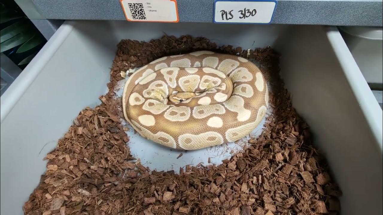 What Does A Pregnant Ball Python Look Like? TSRR 20 - YouTube