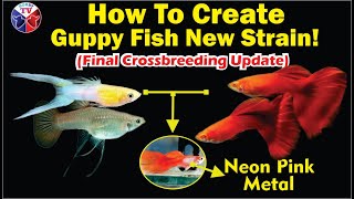 Guppy Fish Double Sword & Full Red Final Crossbreeding Result!