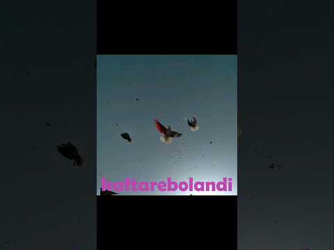 پرواز زیبا و چشم نواز کبوتران پرشی رنگارنگ در آسمان آبی کفتر کبوتر عشقبازی Pigeons Fly On The Sky