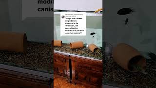 Cabeza de poder filtro interno pecera