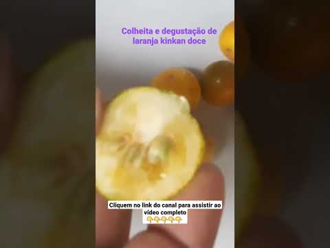 Vídeo: Temporada de colheita de kumquat: quando e como colher kumquats