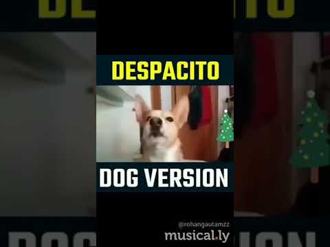 Video: Pesem Despacito Za Posvojitev Psov