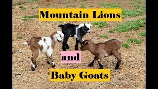 Mountain Lion and Baby Goats and Electric Fence !