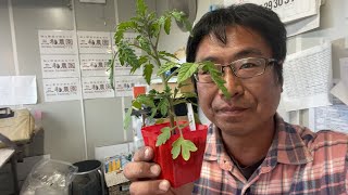 夏野菜は何を植えますか？（2023.4.9）