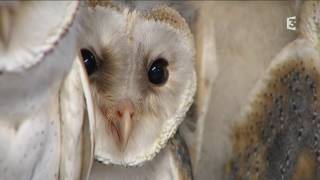 centre de soins de la faune sauvage poitevine