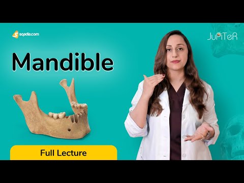 Video: Hvilket hæver mandiblen?